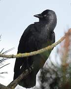 Western Jackdaw