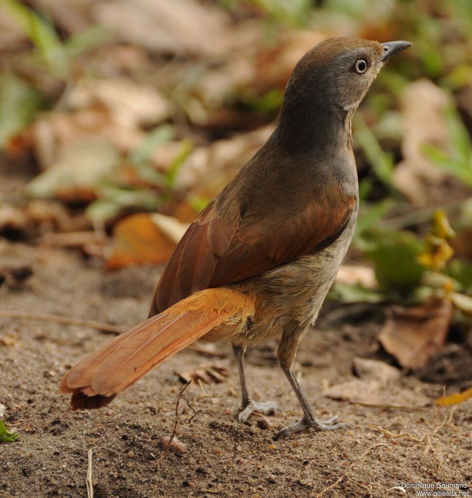 Collared Palm Thrush