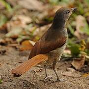 Collared Palm Thrush