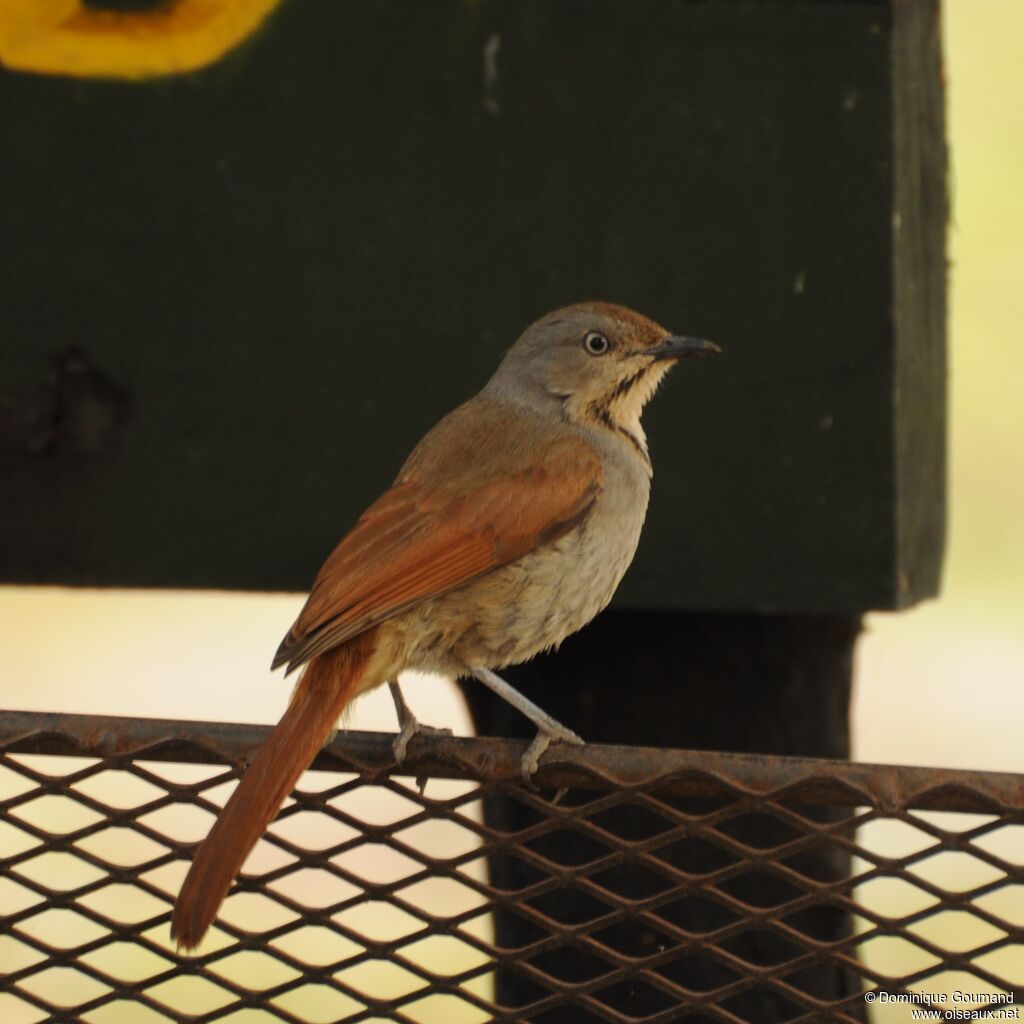 Collared Palm Thrush