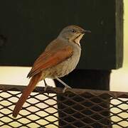 Collared Palm Thrush