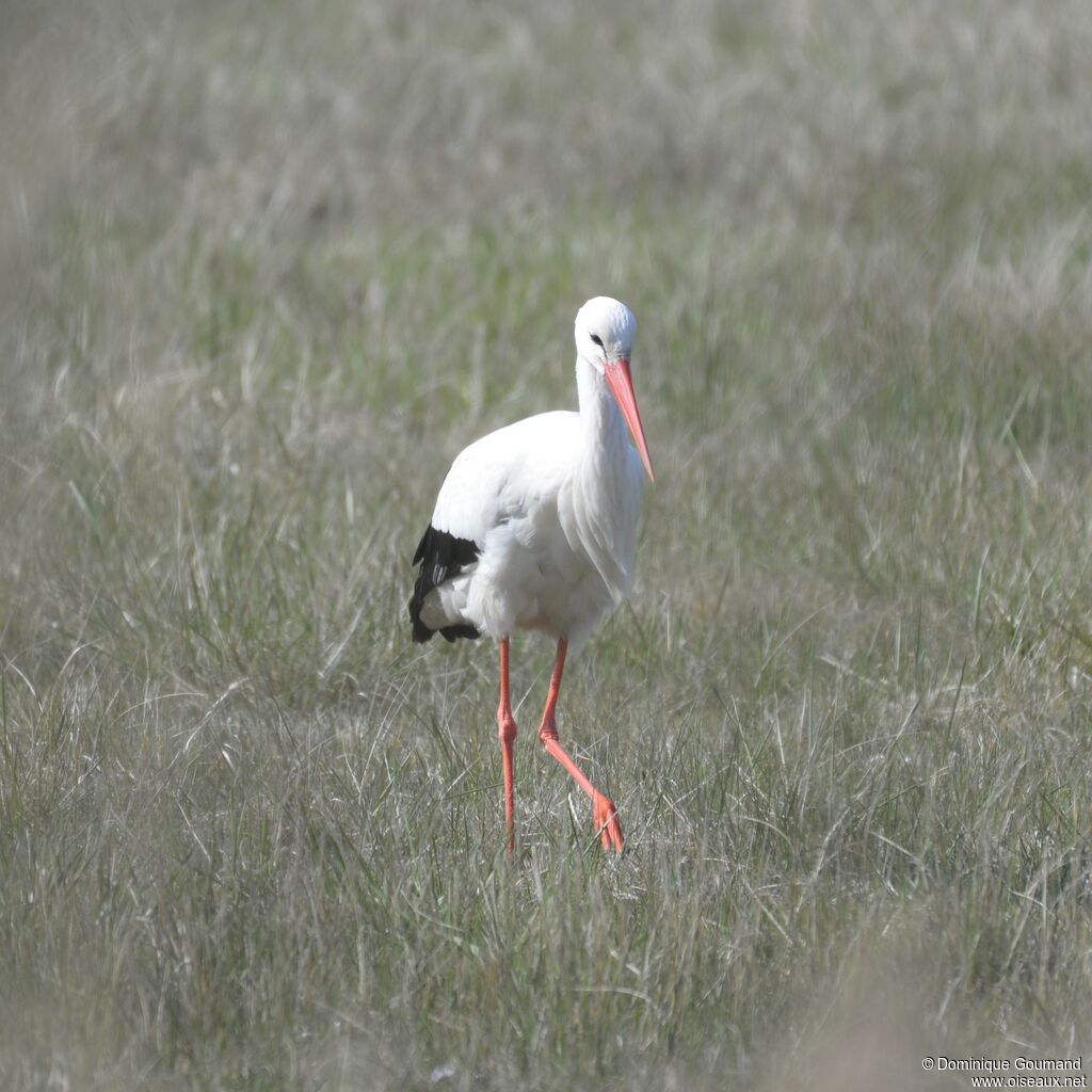 White Stork