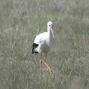 White Stork