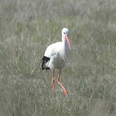 Cigogne blanche