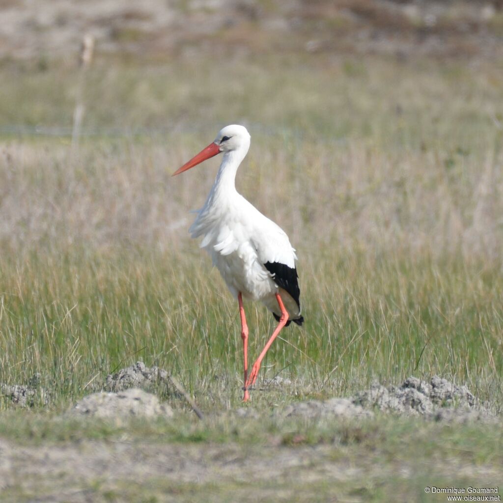 Cigogne blanche