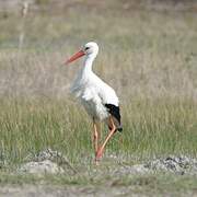 White Stork