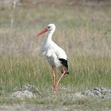 Cigogne blanche