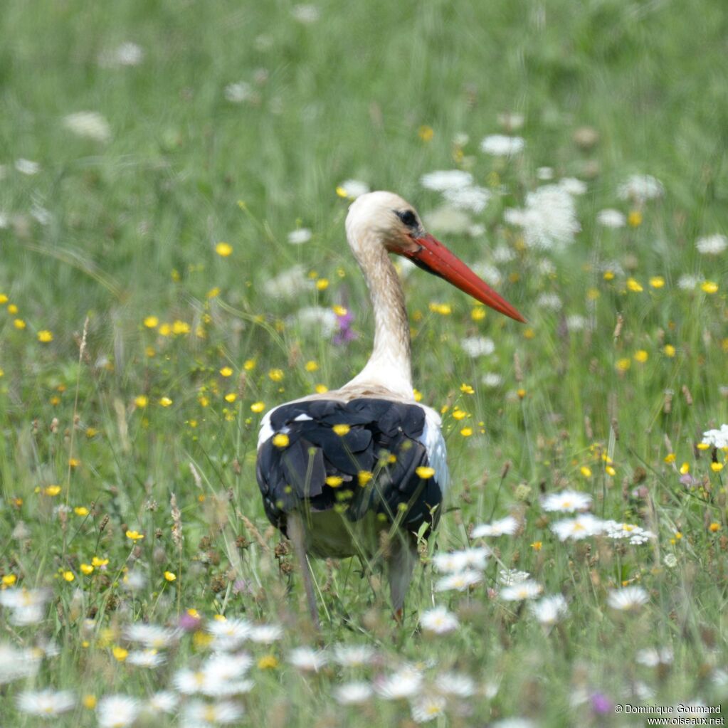 Cigogne blancheadulte