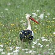 White Stork