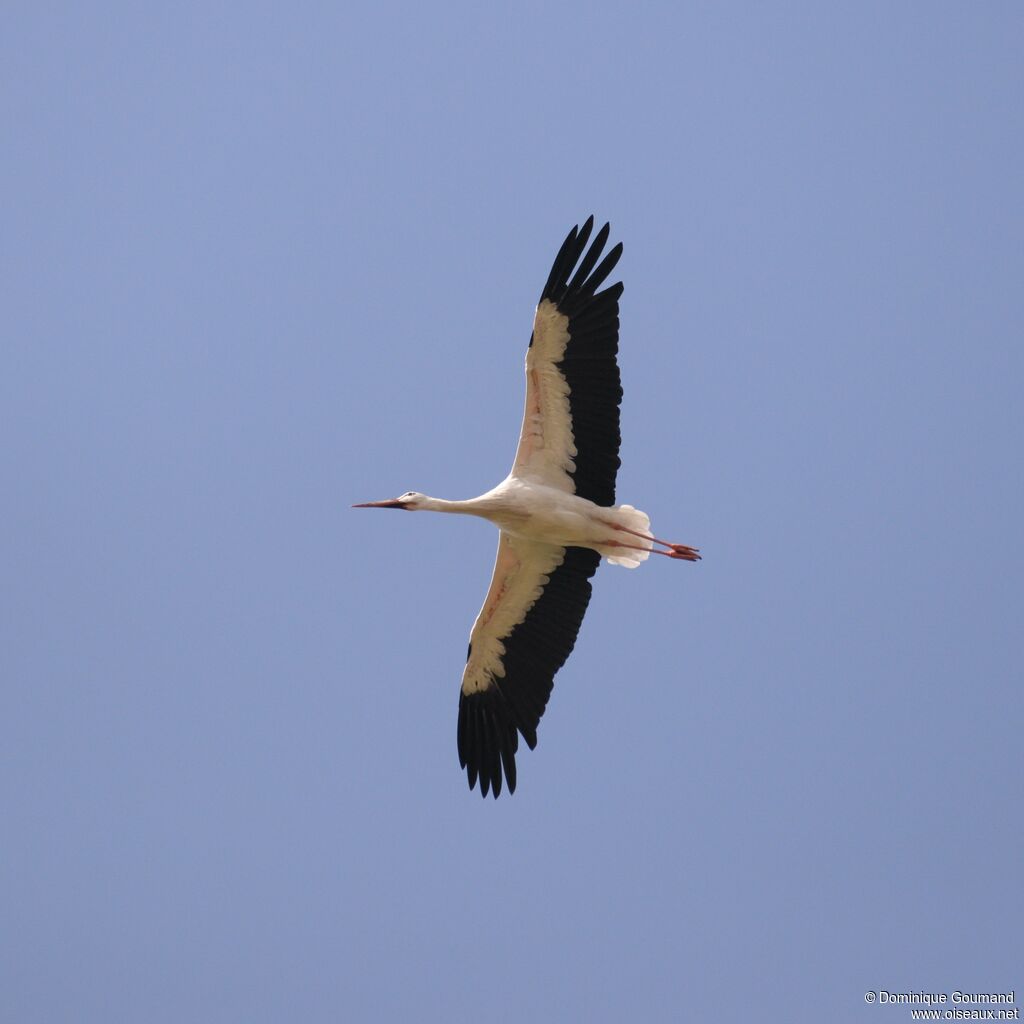 White Stork