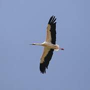 White Stork