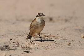 Cream-winged Cinclodes