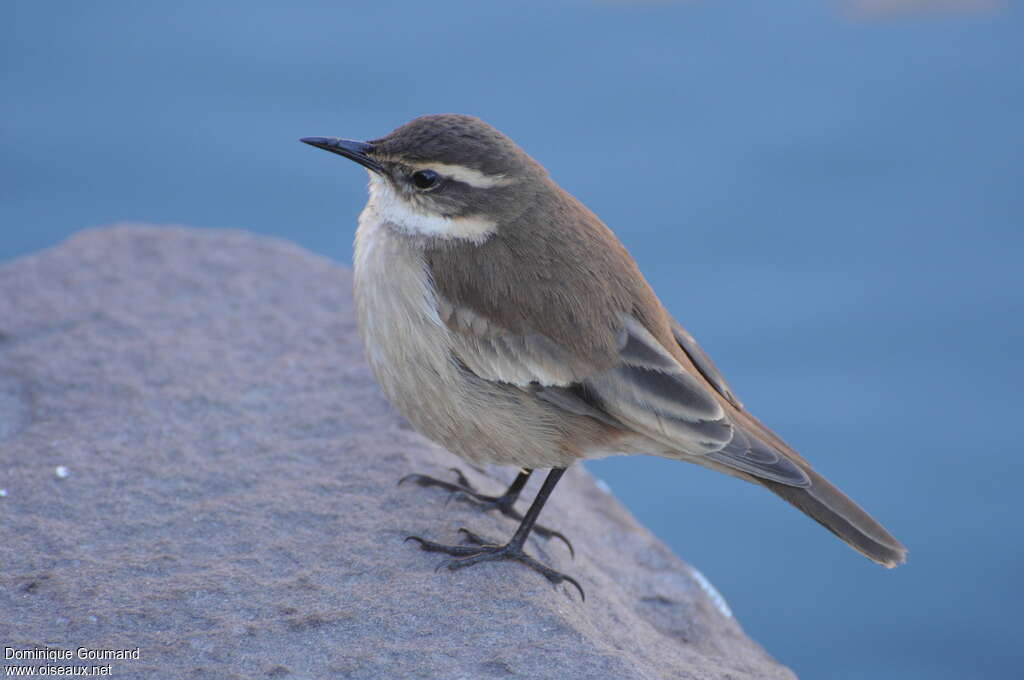 Cream-winged Cinclodesadult