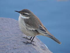 Cream-winged Cinclodes