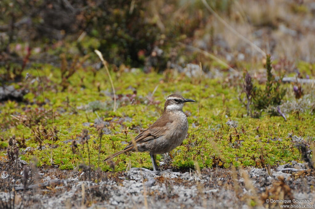 Cinclode du paramo