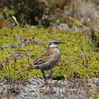 Cinclode du paramo