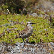 Stout-billed Cinclodes