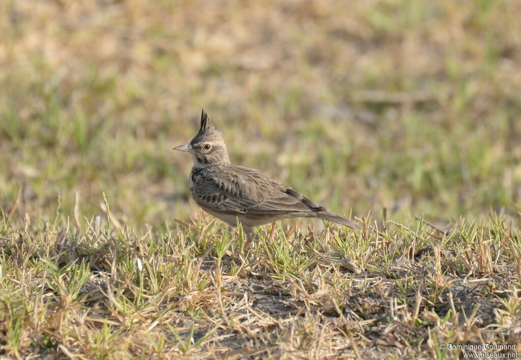 Cochevis huppé