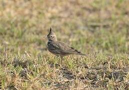 Crested Lark