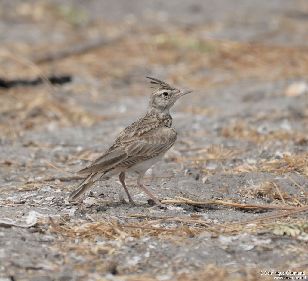 Cochevis huppé