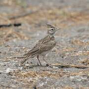 Crested Lark