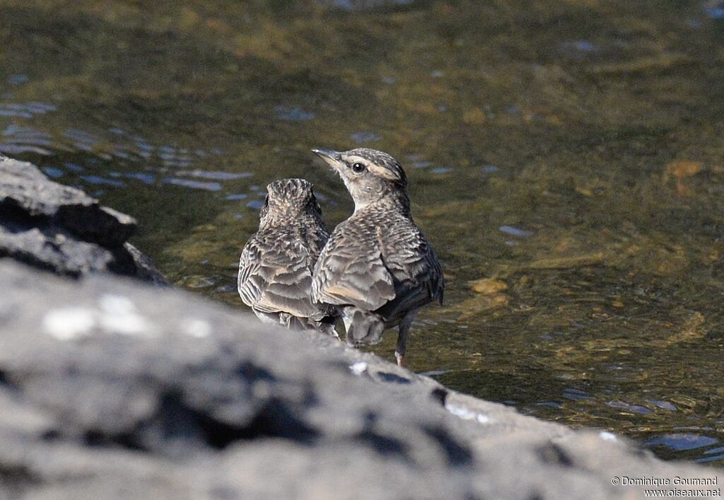 Sun Larkadult