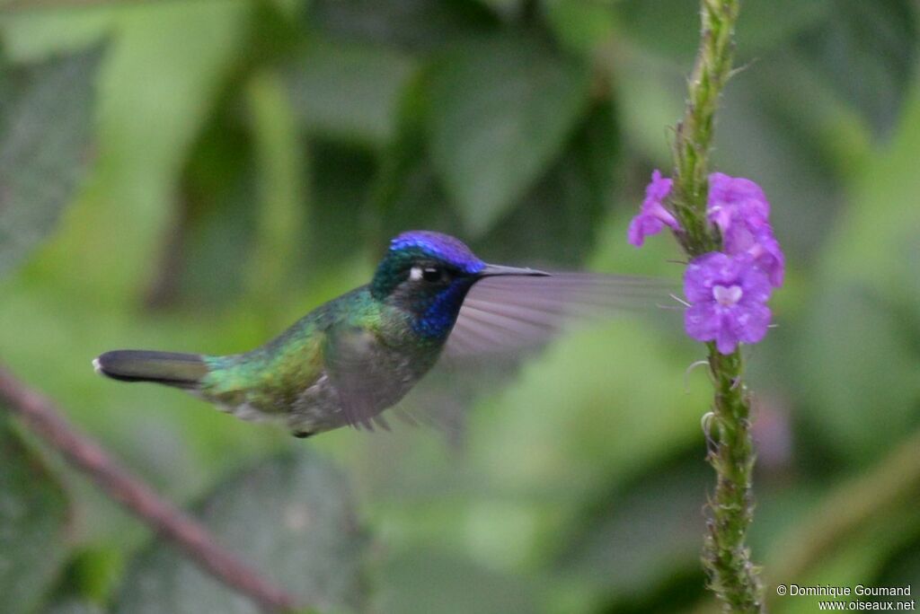 Violet-headed Hummingbird male adult