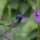 Colibri à tête violette