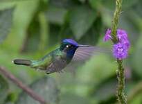 Colibri à tête violette