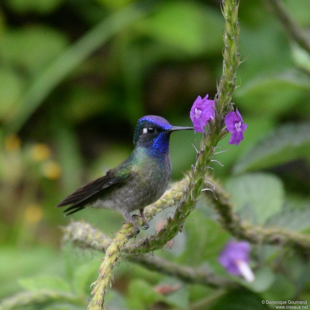 Colibri à tête violette mâle adulte