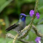 Violet-headed Hummingbird