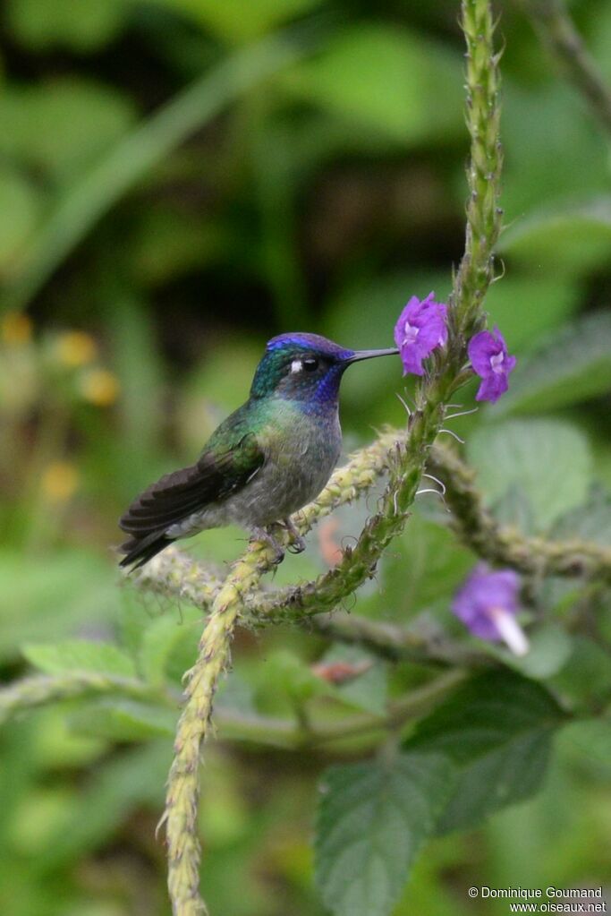 Violet-headed Hummingbird male adult