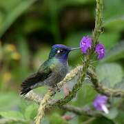 Colibri à tête violette