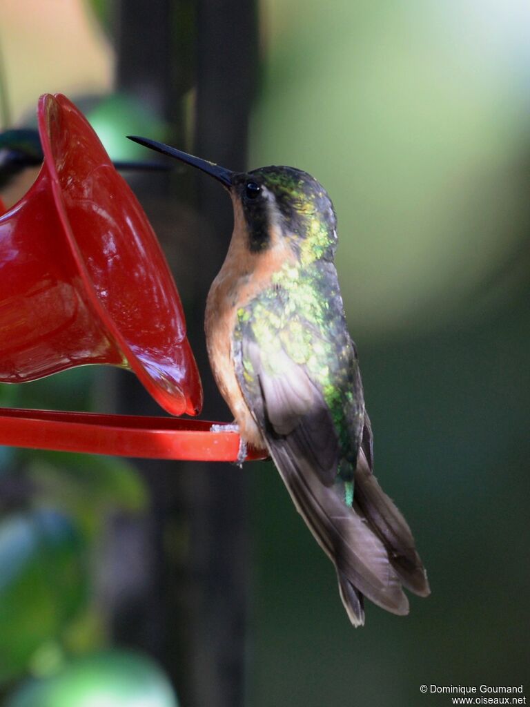 White-throated Mountaingem female adult