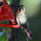 Colibri à ventre châtain