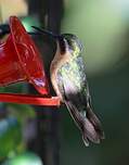 Colibri à ventre châtain