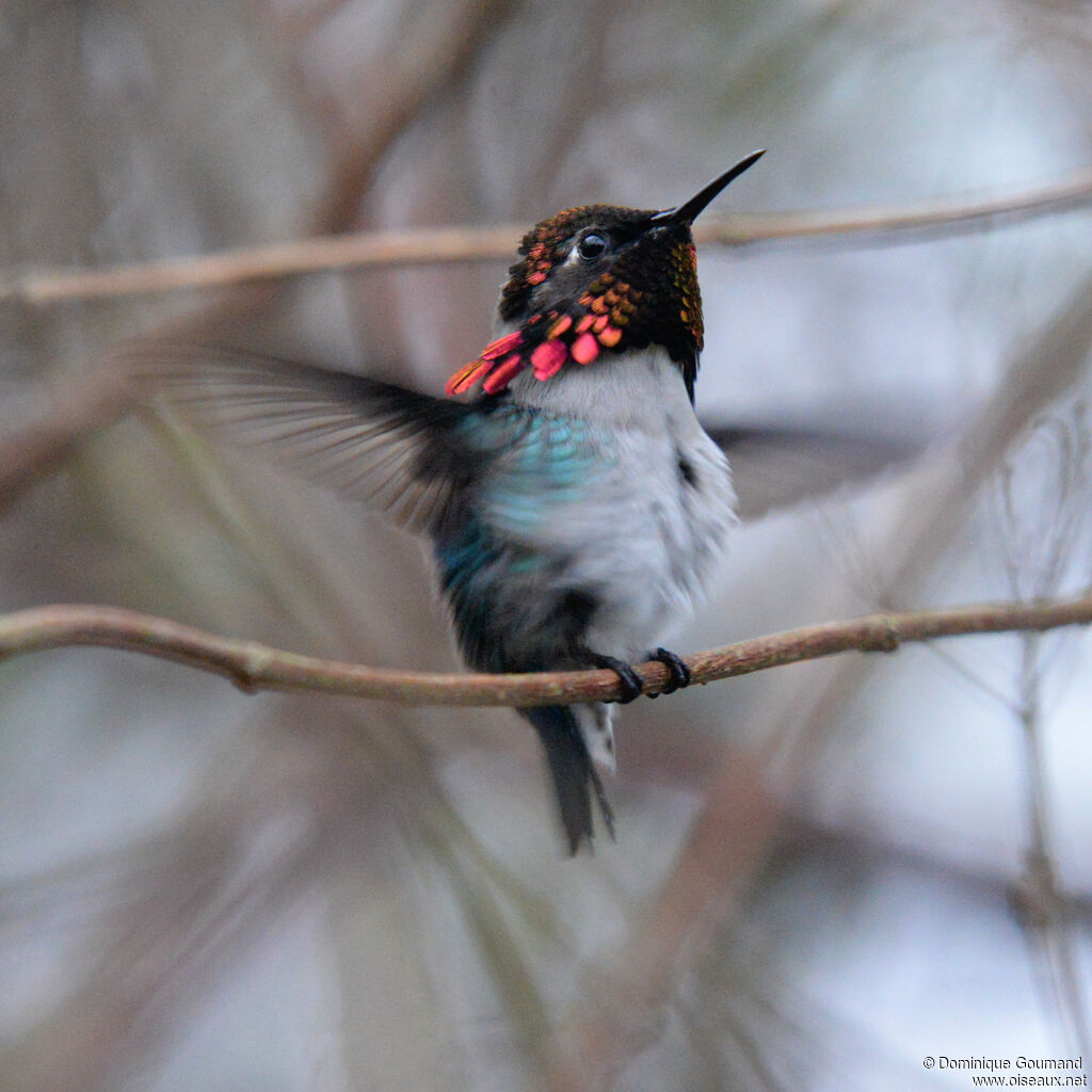 Colibri d'Elena