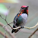 Colibri d'Helen