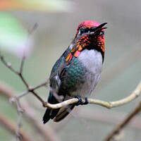 Colibri d'Helen