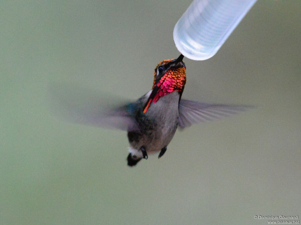 Colibri d'Helen
