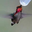 Colibri d'Helen