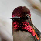 Colibri d'Helen
