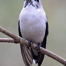Colibri d'Helen