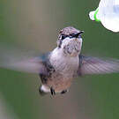 Colibri d'Helen