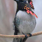 Colibri d'Helen