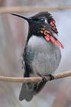 Colibri d'Helen