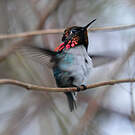 Colibri d'Helen