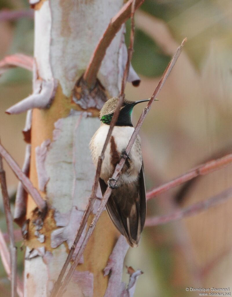 Colibri estelle