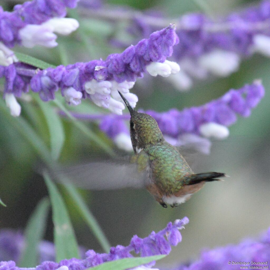 Colibri flammule femelle adulte