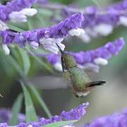 Volcano Hummingbird